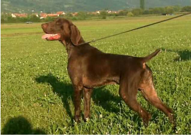 Gino Del Cakic | German Shorthaired Pointer 