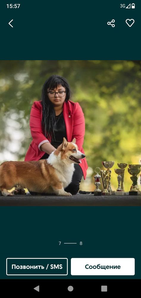 Laif Spring Sholto-Alan | Pembroke Welsh Corgi 