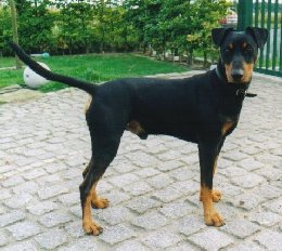 GILDO vom Furstental | German Pinscher 