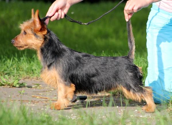 Snezhnoe Tango Opium For People | Australian Terrier 