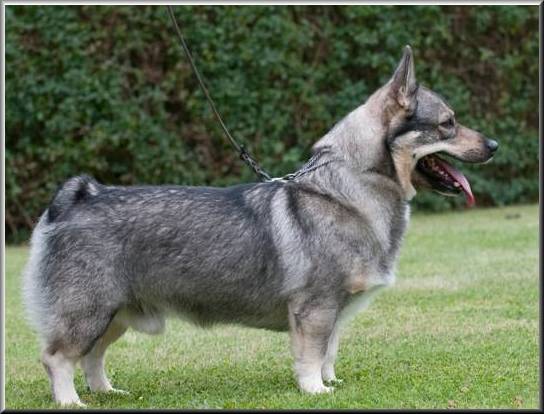 Pihlspetsens Abbe | Swedish Vallhund 