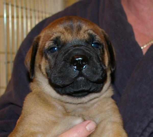 Shayla's Charming Chibs | Bullmastiff 