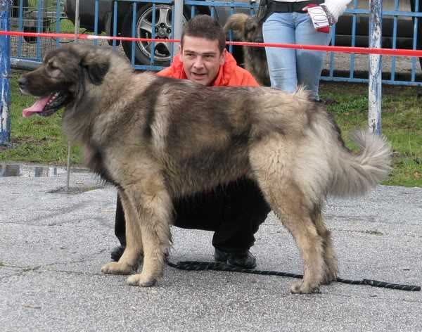 Musa Kajmak Delija | Yugoslavian Shepherd Dog-Sarplaninac 