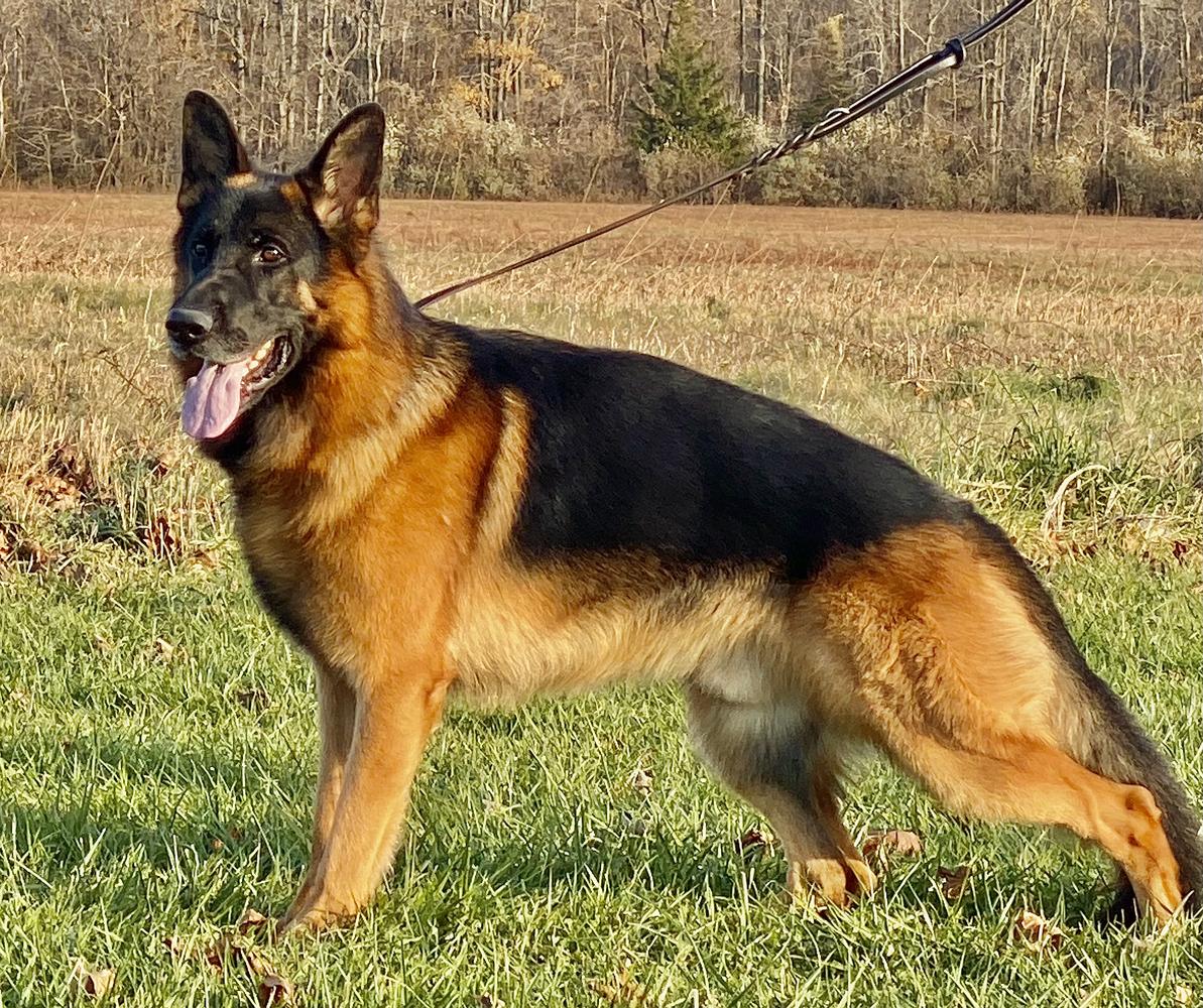 Hilton V Liedehof | German Shepherd Dog 