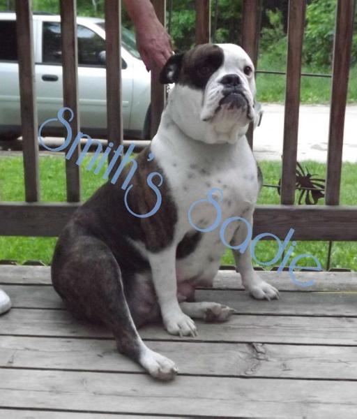 Smith's Sadie | Olde English Bulldogge 