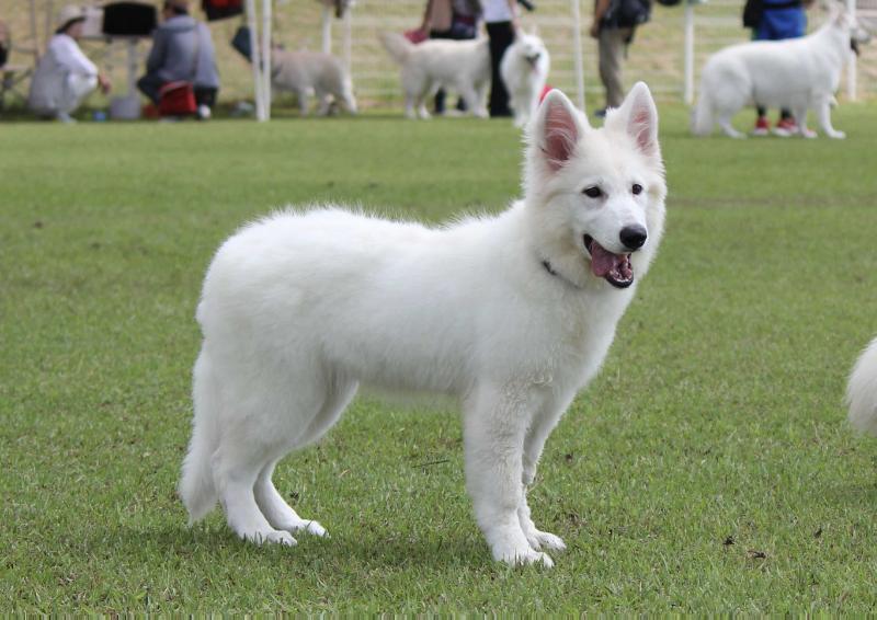 Legendary Queen of FiveStars | White Swiss Shepherd Dog 