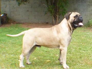 Valcobulls Madison Avenue | Bullmastiff 