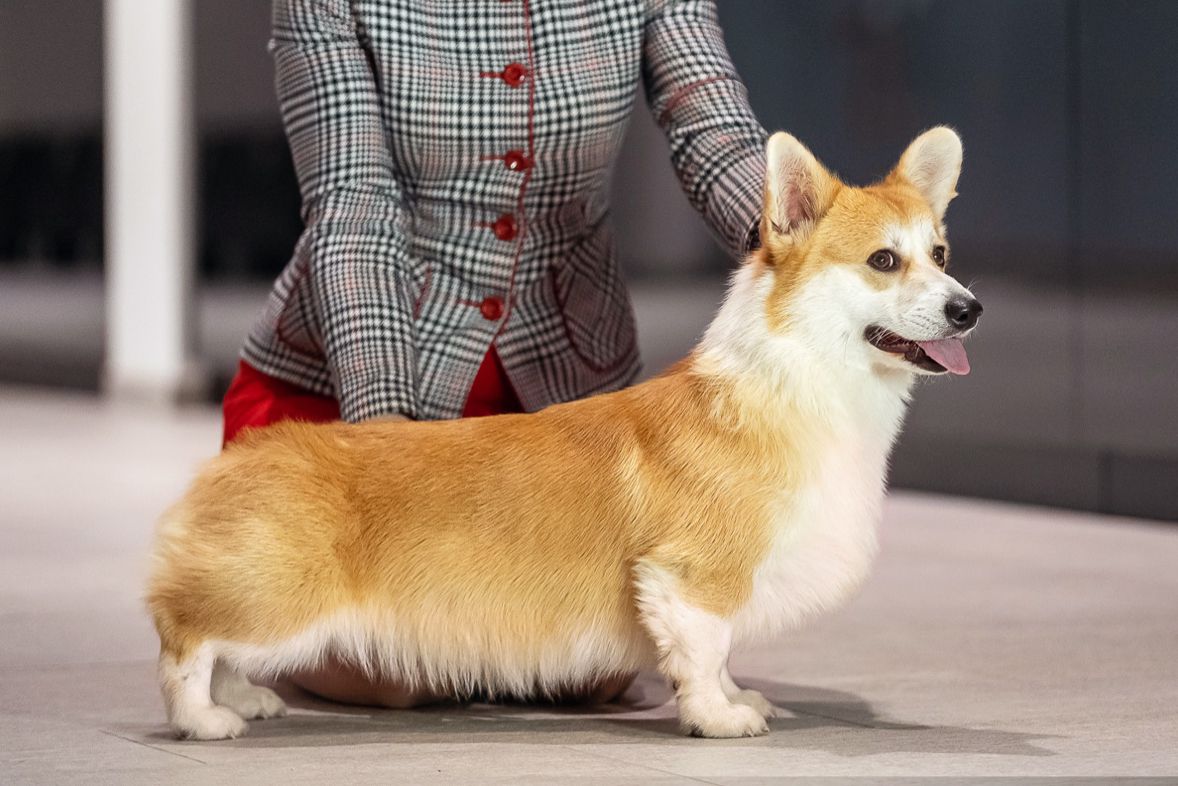 Alenclaud Iker | Pembroke Welsh Corgi 
