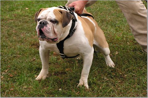 HDK's OSB D-Ball | American Bulldog 