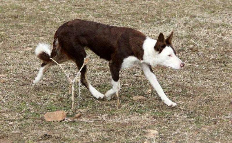 Ember | Border Collie 