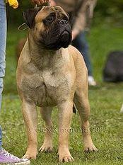 Tizervi Ballivar Dlja Marvellous Lion | Bullmastiff 