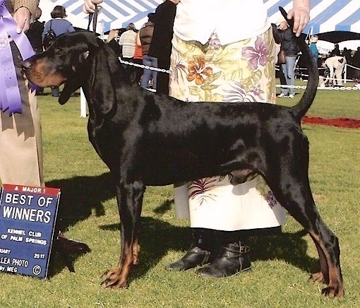 Orionredsea-Windbourne Blue Montana Sky | Black and Tan Coonhound 