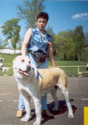 Se'nat iz Jaroslavlja Zeba | Central Asian Shepherd Dog 