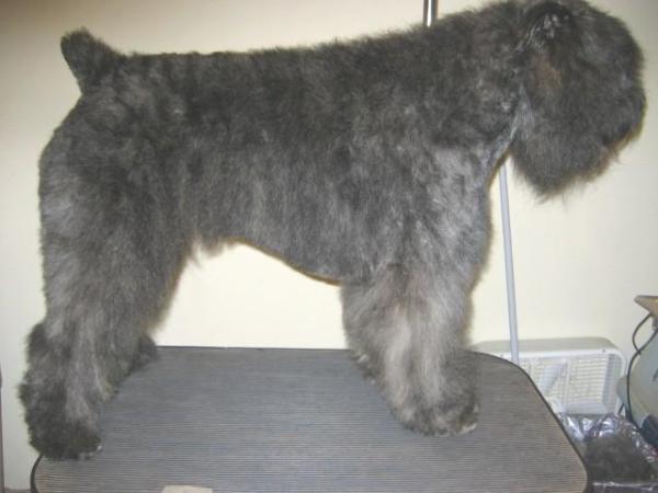 Energizer Legacy-Bor z Flandryjskiego Gniazda | Bouvier des Flandres 