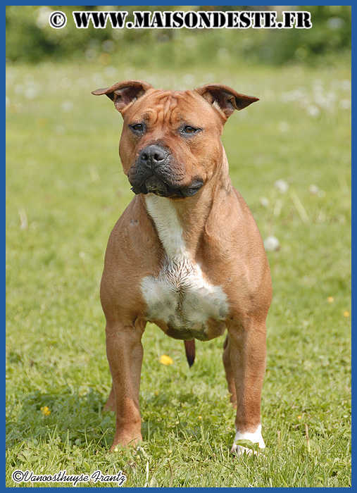 Eva-b de la maison d este | American Staffordshire Terrier 