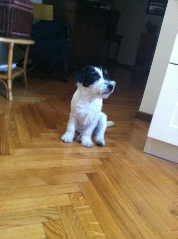 Charlie Chaplin di Villa Bosi | Jack Russell Terrier 