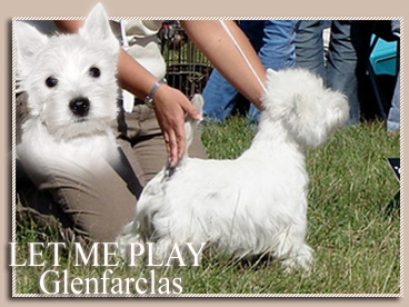 LET ME PLAY Glenfarclas | West Highland White Terrier 