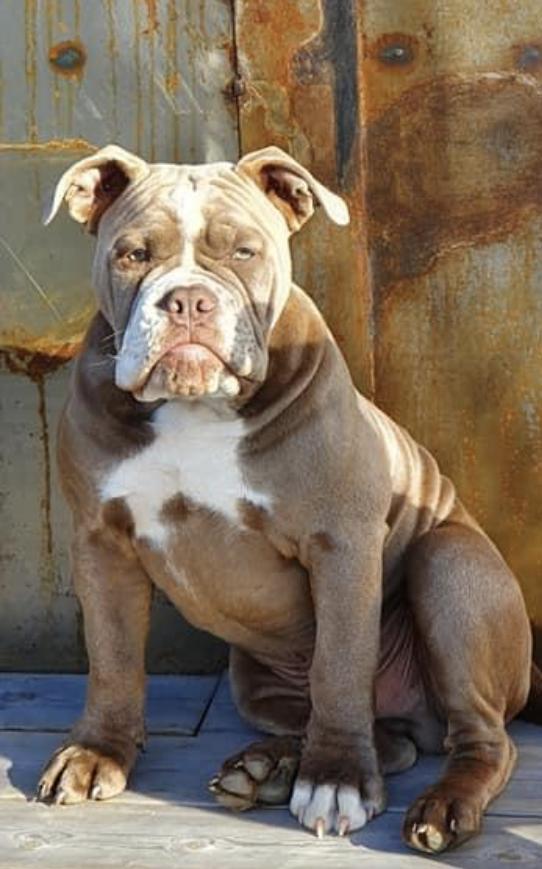 Nordicbulls Rolex | Olde English Bulldogge 