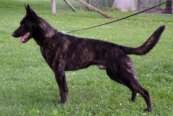 Cher Car's Sir Reggie | Dutch Shepherd 