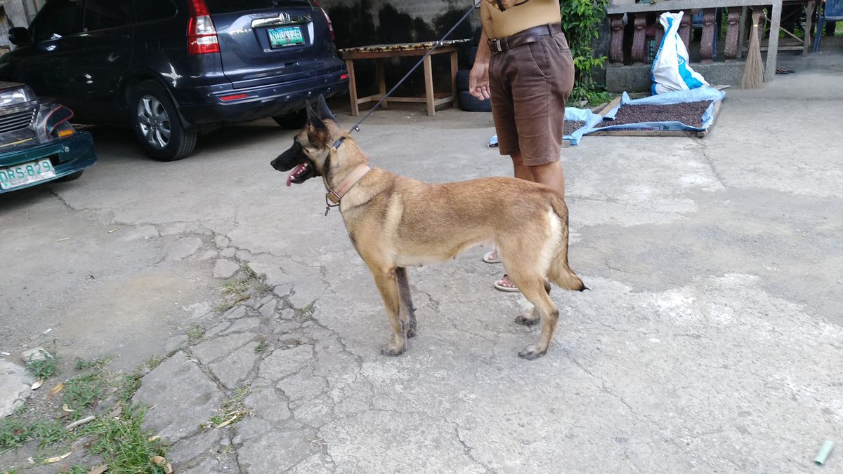 Gretta | Belgian Malinois 