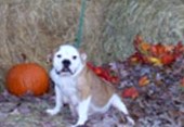 Rocky Top's Sugar &amp; Spice | Olde English Bulldogge 