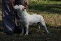 AMAGAMMA SHERRY STRONG STYLE | Miniature Bull Terrier 