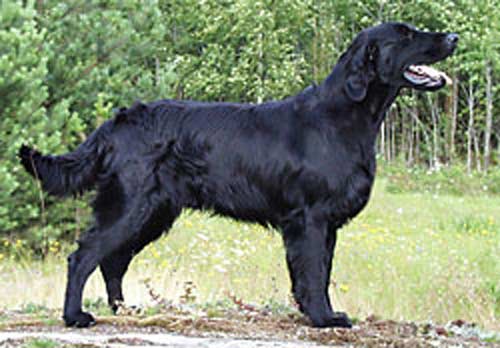 Comics Acapulco | Flat-Coated Retriever 