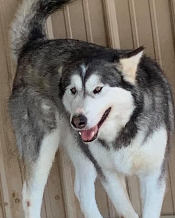 Kiska Sue ll | Alaskan Malamute 