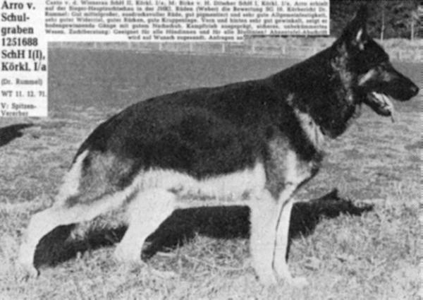 Arro vom Schulgraben | German Shepherd Dog 