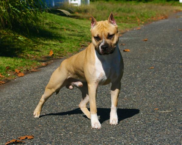 Skye's Forged in Ice and Fire | American Staffordshire Terrier 