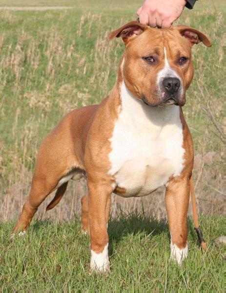 Moon Rock Landi's Niram of Nitroline's | American Staffordshire Terrier 