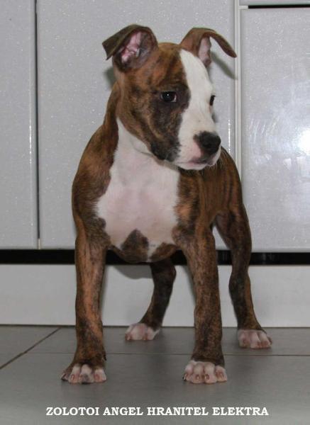 Zolotoi Angel Hranitel Elektra | American Staffordshire Terrier 