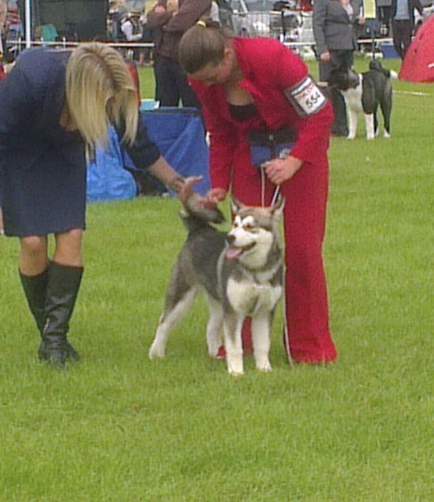 Libertia Miss March | Alaskan Malamute 