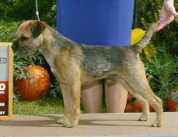 Meadowlake Whistler At Amberly | Border Terrier 