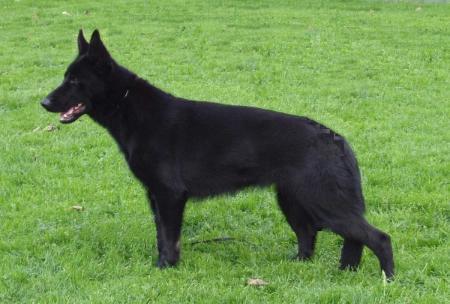 citta vom banholz | German Shepherd Dog 