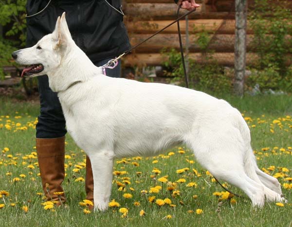 Born to Win White Champion | White Swiss Shepherd Dog 