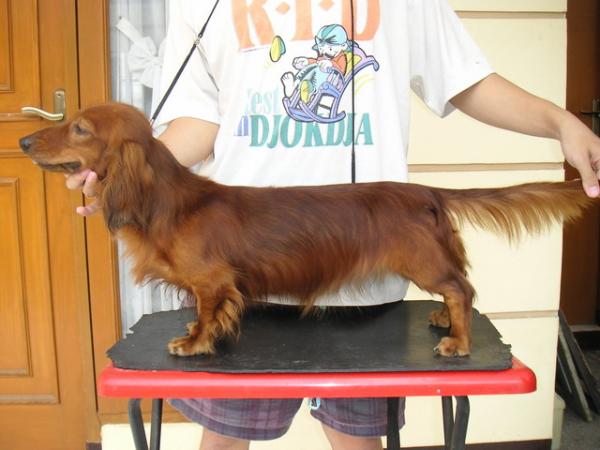 Arko von Desga Kennel | Dachshund 