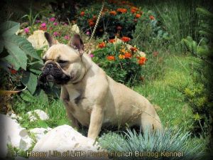 Alcsiligeti Kamilla | French Bulldog 