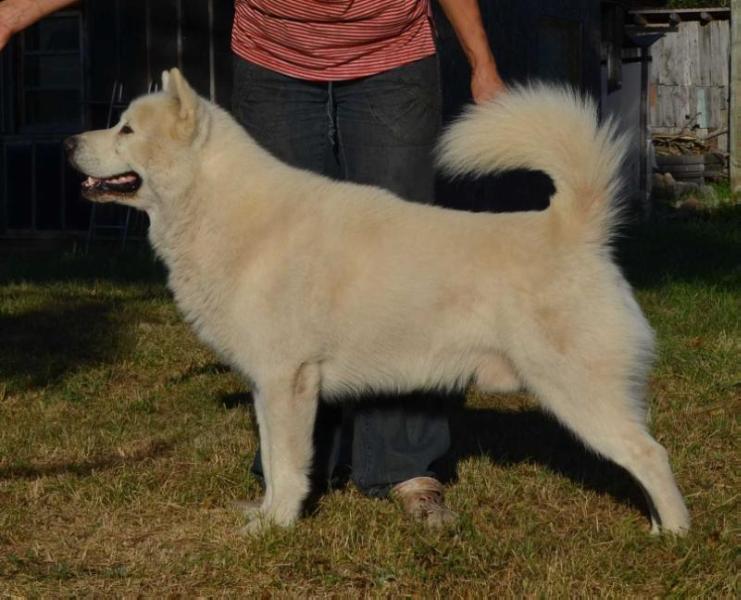 NORTS PEARL TEO TEDDY BEAR | Alaskan Malamute 