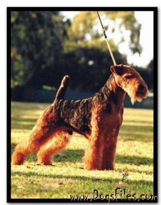 See´s Ready To Go | Welsh Terrier 