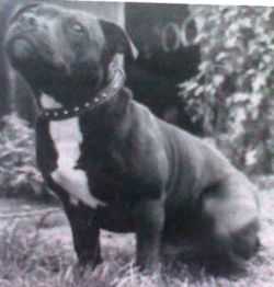 Constones Eastaff This'll Do | Staffordshire Bull Terrier 