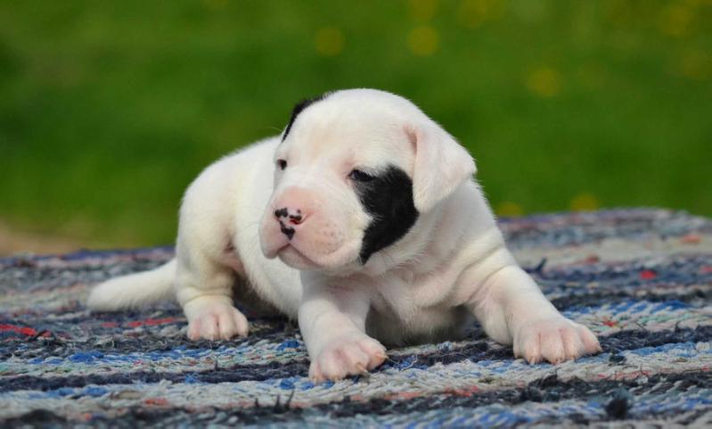 TM`s northern AB´s Tankki | American Bulldog 