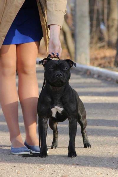 Staffi Family Jardin De Soleil | Staffordshire Bull Terrier 