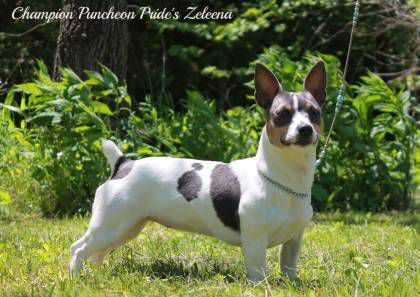 Puncheon Pride's Zeleena | Teddy Roosevelt Terrier 