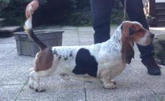 Re artu' di camelot | Basset Hound 