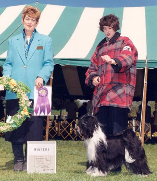 BARNSTORM'S TIGER LILY | Tibetan Terrier 