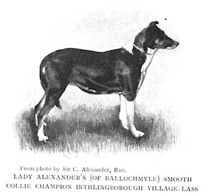 Irthlingborough Village Lass | Smooth Collie 