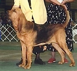 Shiloh's Lion Heart O'Churchil | Bloodhound 