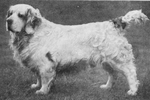 Donovan (Withybrook's) | Clumber Spaniel 