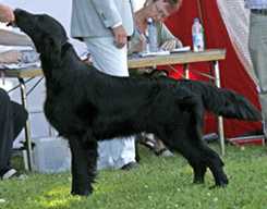 Caci's Black Shadow | Flat-Coated Retriever 